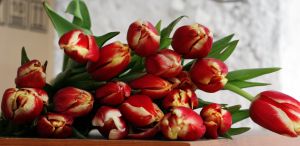 bukiet z tulipanów